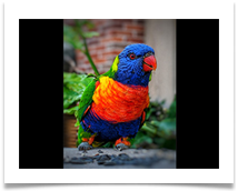 Rainbow Lorikeet - James Leslie